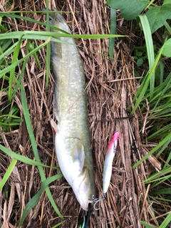 ナマズの釣果