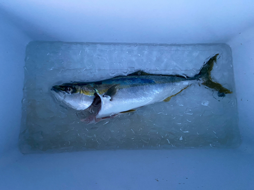 イナダの釣果