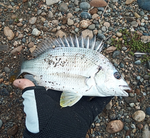 キビレの釣果