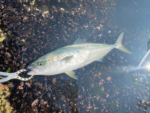 イナダの釣果