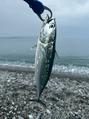 ソウダガツオの釣果