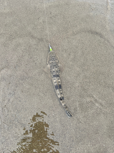 マゴチの釣果