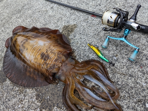 アオリイカの釣果