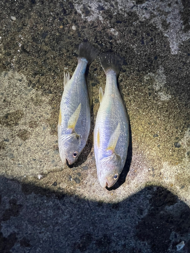 イシモチの釣果