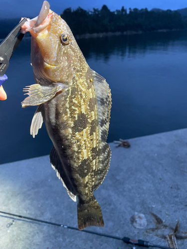 アイナメの釣果