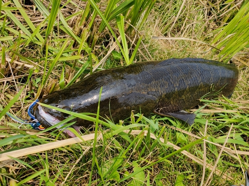 ライギョの釣果