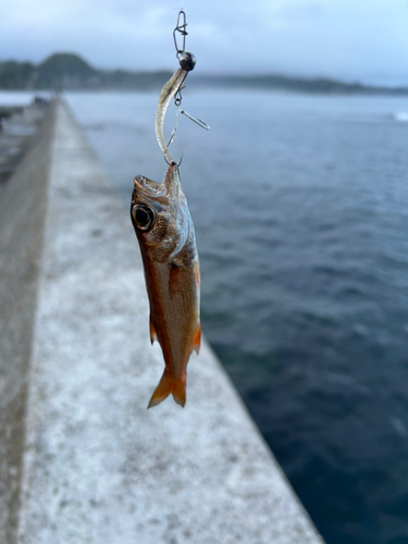 アカムツの釣果