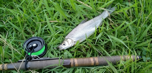 ワタカの釣果