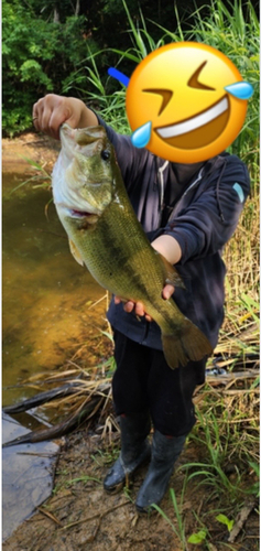 ブラックバスの釣果