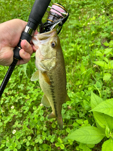 ブラックバスの釣果