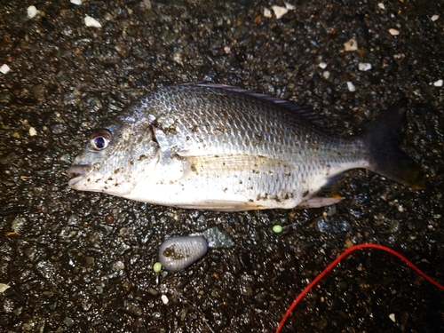 キビレの釣果