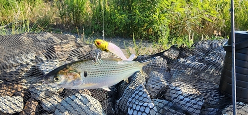 コノシロの釣果