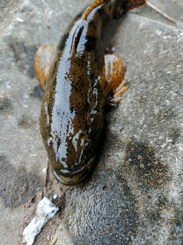 アユカケの釣果