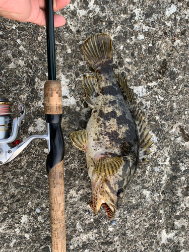 タケノコメバルの釣果