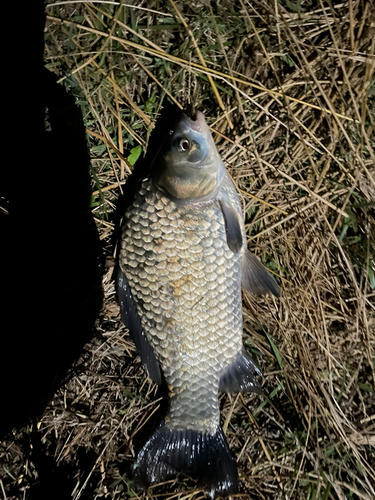 ヘラブナの釣果