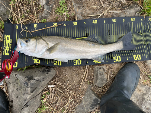 シーバスの釣果