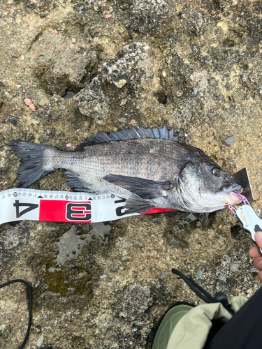 クロダイの釣果