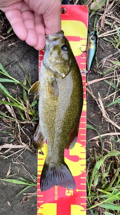 スモールマウスバスの釣果