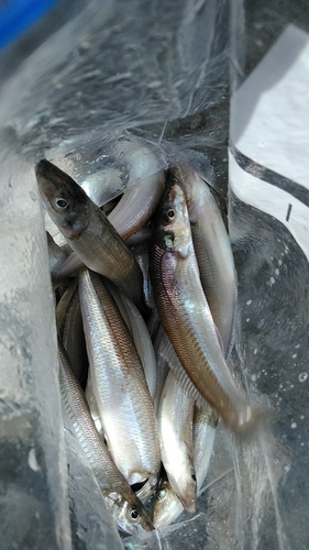 シロギスの釣果