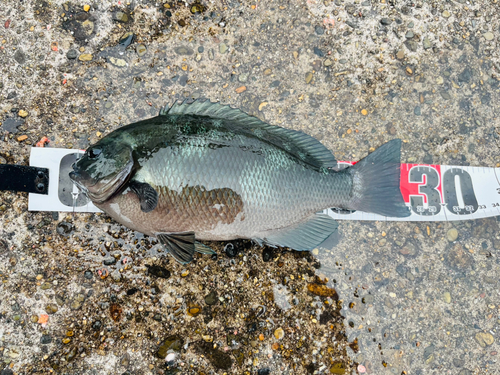 クチブトグレの釣果