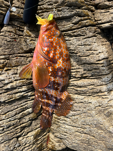 キジハタの釣果