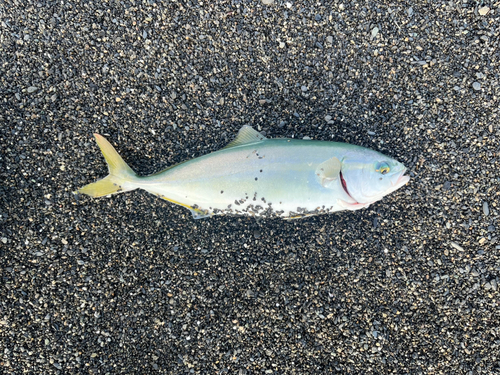 ワカシの釣果