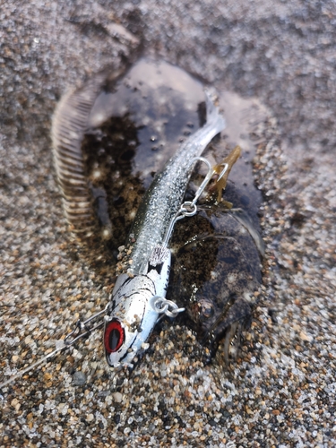 ソゲの釣果