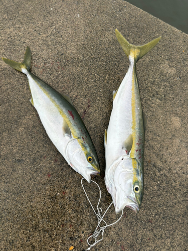 イナダの釣果