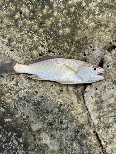 イシモチの釣果