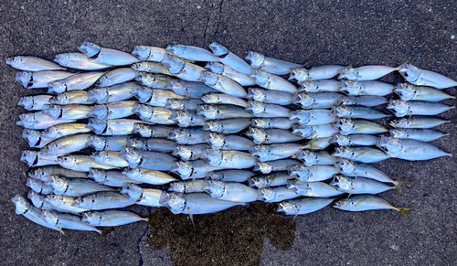 アジの釣果