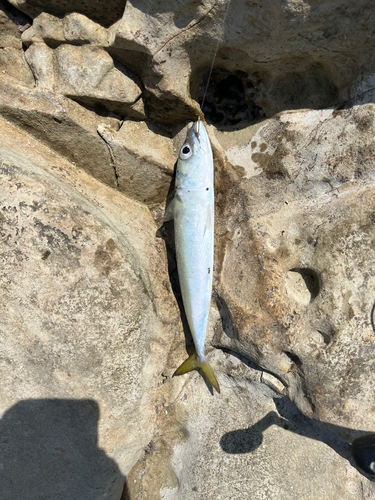 マサバの釣果