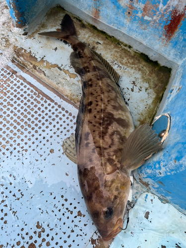 ホッケの釣果