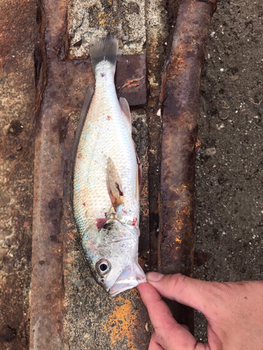 イシモチの釣果