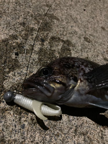 ソイの釣果