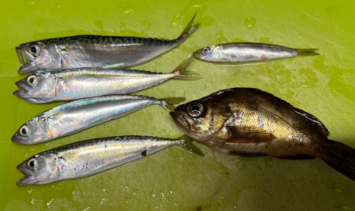 メバルの釣果