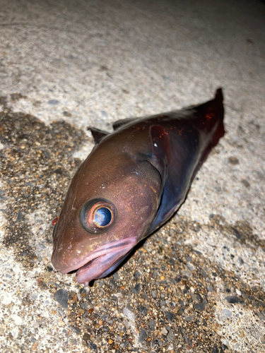 ドンコの釣果