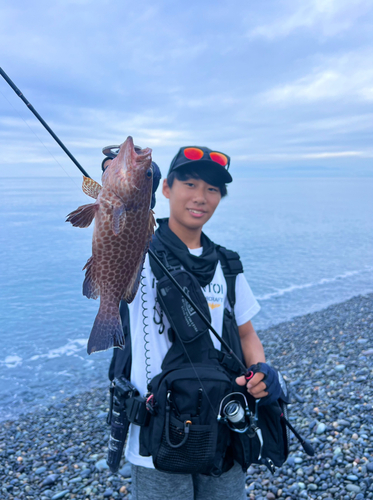 オオモンハタの釣果