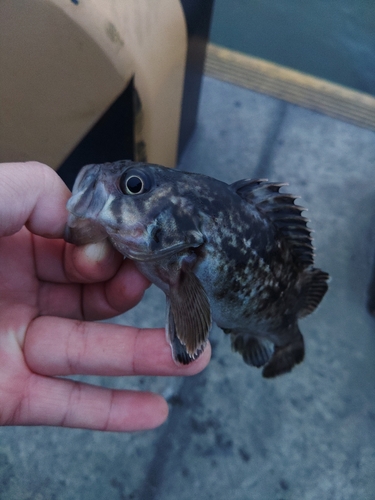 クロソイの釣果