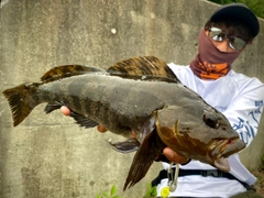 アイナメの釣果