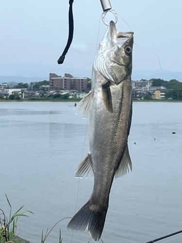 セイゴ（マルスズキ）の釣果