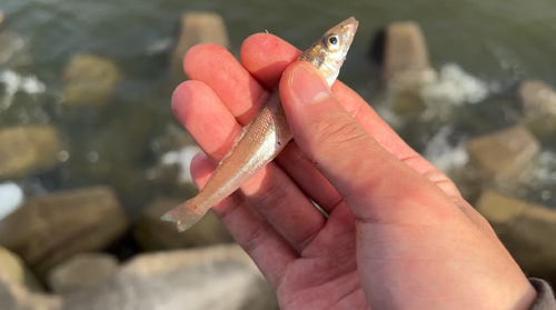 キスの釣果