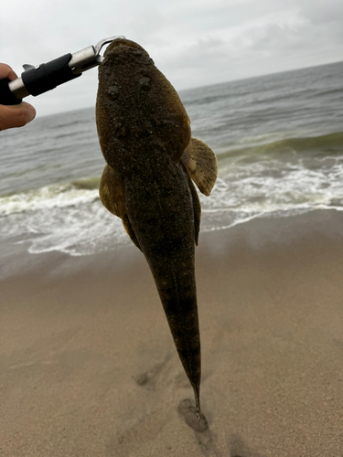 コチの釣果