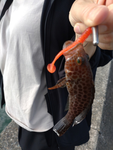 オオモンハタの釣果