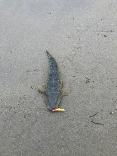 マゴチの釣果