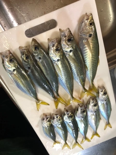 アジの釣果