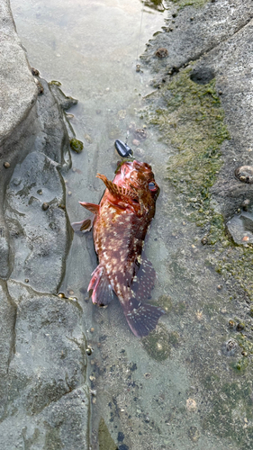 カサゴの釣果