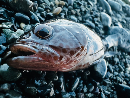 オオモンハタの釣果