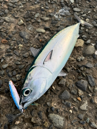 ソウダガツオの釣果