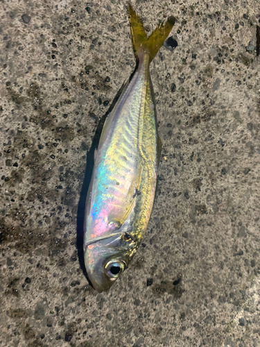 マアジの釣果