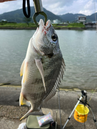 キビレの釣果